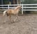 Annuncio cavallo