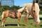 Annuncio cavallo