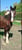 Horse ad