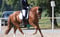 Annuncio cavallo