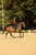 Annuncio cavallo