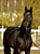 Horse ad