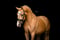 Annuncio cavallo