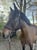 Horse ad
