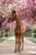 Horse ad