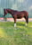 Paardadvertentie