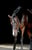 Horse ad