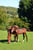 Anuncio de caballos