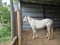 Horse ad