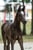 Horse ad
