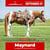 Annonce cheval