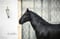 Horse ad