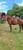 Horse ad