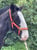 Annuncio cavallo