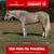Horse ad