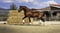 Annuncio cavallo