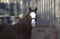 Horse ad