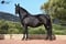 Horse ad