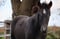 Horse ad