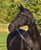 Annonce cheval