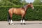 Annuncio cavallo