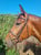 Annonce cheval