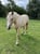 Horse ad