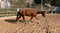 Annuncio cavallo