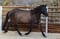 Horse ad