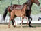 Anuncio de caballos