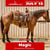 Annuncio cavallo