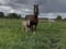 Annuncio cavallo