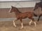 Horse ad