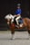 Annuncio cavallo