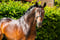 Paardadvertentie