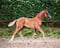 Horse ad