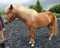 Annuncio cavallo