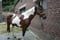 Horse ad