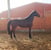 Horse ad