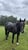 Horse ad