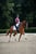 Annuncio cavallo