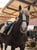 Horse ad