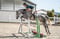 Horse ad