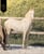 Horse ad