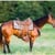 Horse ad