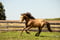 Horse ad