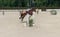 Annuncio cavallo
