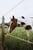 Annuncio cavallo