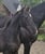 Horse ad