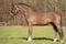 Annuncio cavallo